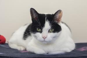 sponsor cat Chloe